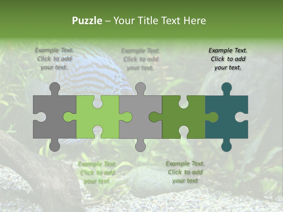 A Blue Turquoise Discus, Tropical Aquarium Fish Swimming In An Aquarium. Space For Copy. PowerPoint Template