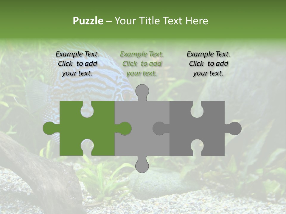 A Blue Turquoise Discus, Tropical Aquarium Fish Swimming In An Aquarium. Space For Copy. PowerPoint Template