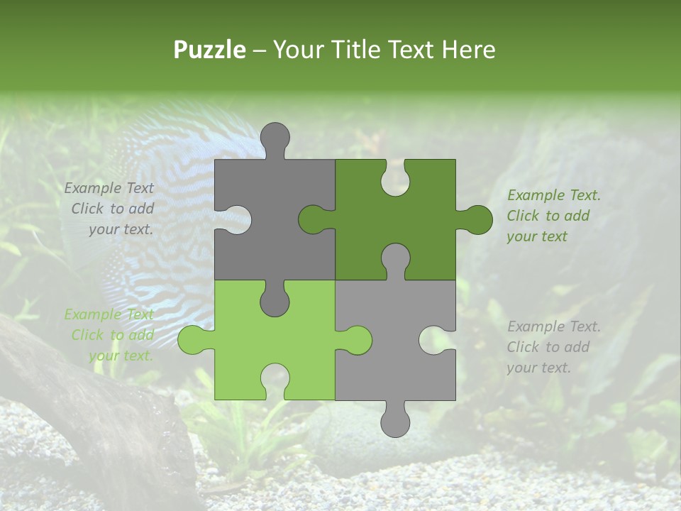 A Blue Turquoise Discus, Tropical Aquarium Fish Swimming In An Aquarium. Space For Copy. PowerPoint Template