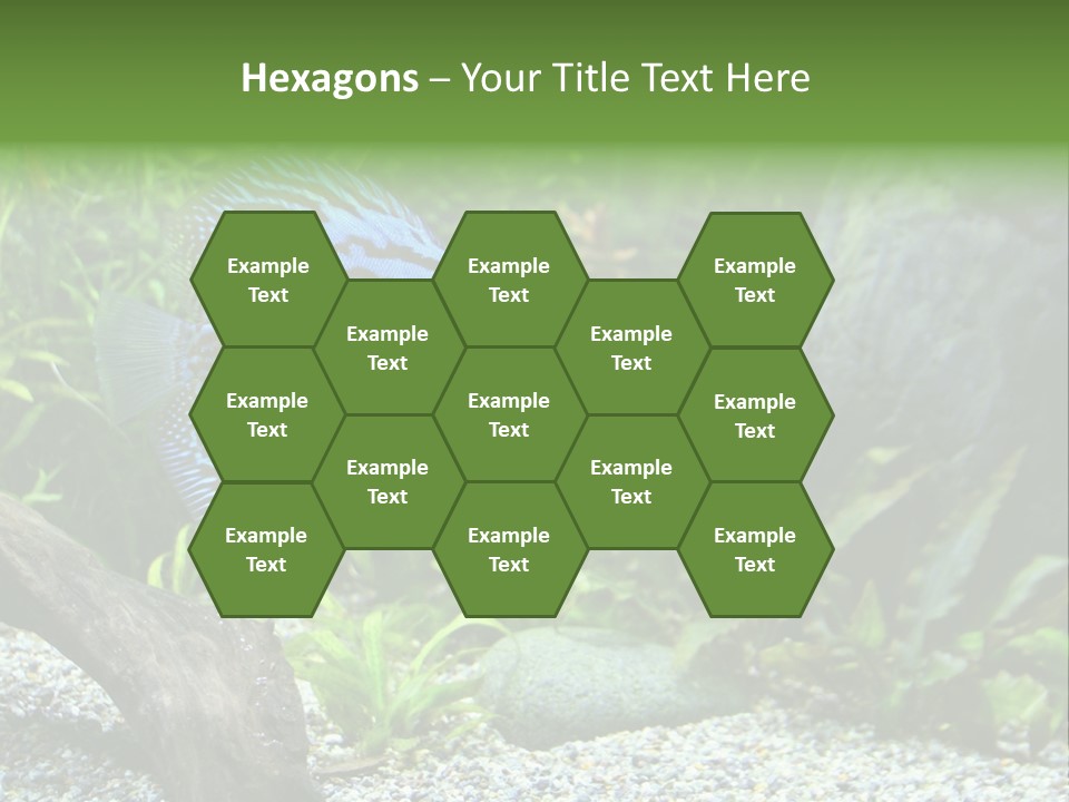 A Blue Turquoise Discus, Tropical Aquarium Fish Swimming In An Aquarium. Space For Copy. PowerPoint Template