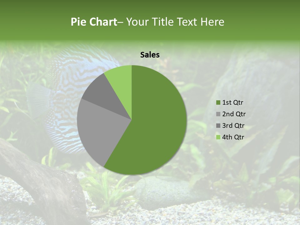 A Blue Turquoise Discus, Tropical Aquarium Fish Swimming In An Aquarium. Space For Copy. PowerPoint Template