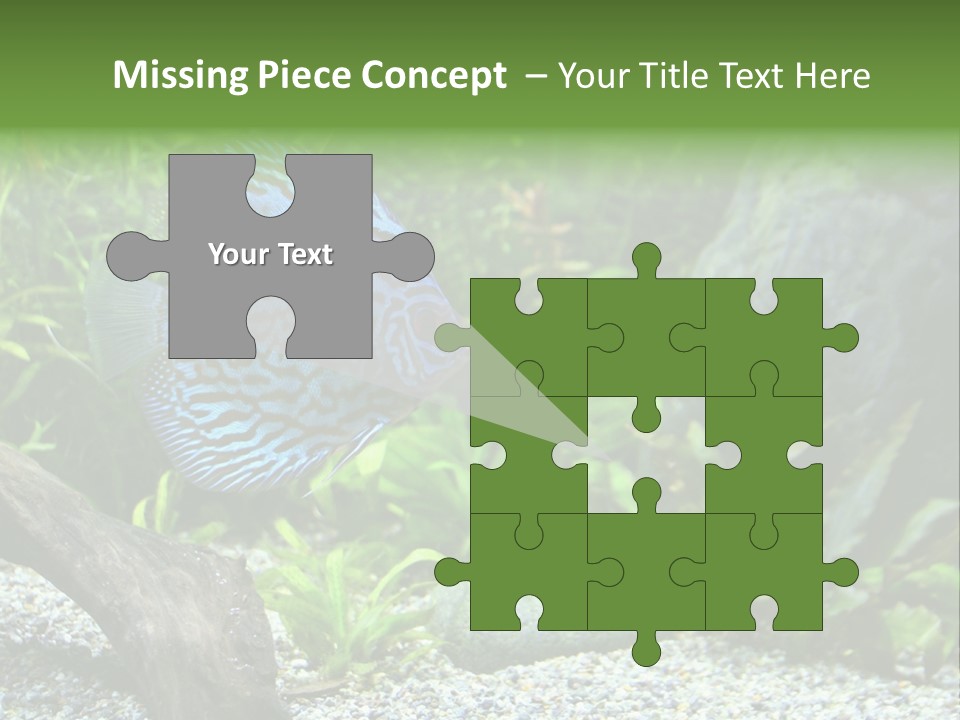 A Blue Turquoise Discus, Tropical Aquarium Fish Swimming In An Aquarium. Space For Copy. PowerPoint Template