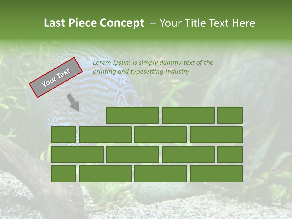 A Blue Turquoise Discus, Tropical Aquarium Fish Swimming In An Aquarium. Space For Copy. PowerPoint Template