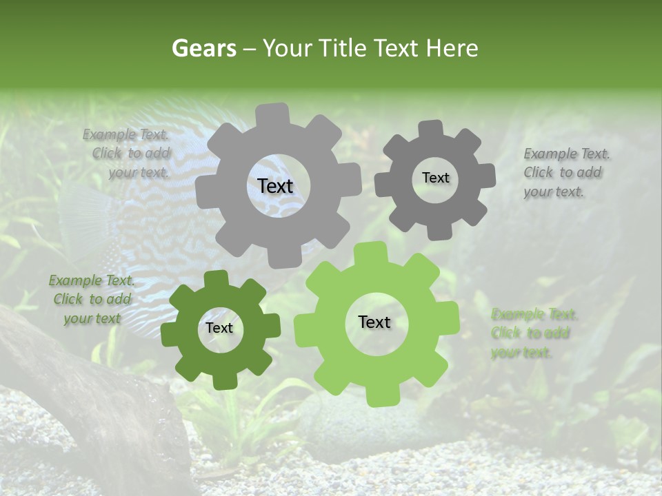 A Blue Turquoise Discus, Tropical Aquarium Fish Swimming In An Aquarium. Space For Copy. PowerPoint Template