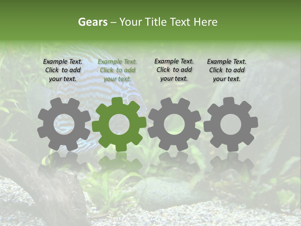 A Blue Turquoise Discus, Tropical Aquarium Fish Swimming In An Aquarium. Space For Copy. PowerPoint Template