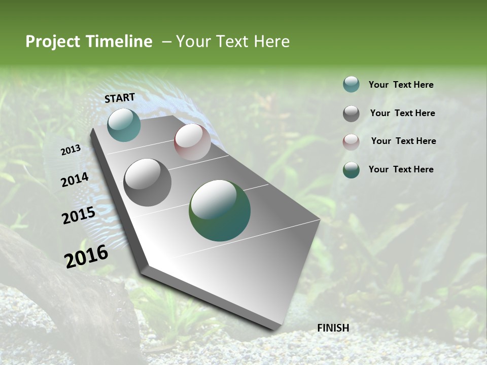 A Blue Turquoise Discus, Tropical Aquarium Fish Swimming In An Aquarium. Space For Copy. PowerPoint Template