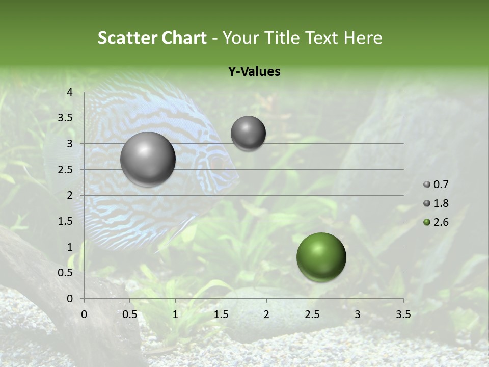 A Blue Turquoise Discus, Tropical Aquarium Fish Swimming In An Aquarium. Space For Copy. PowerPoint Template