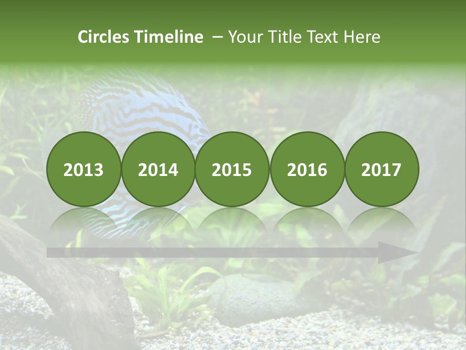 A Blue Turquoise Discus, Tropical Aquarium Fish Swimming In An Aquarium. Space For Copy. PowerPoint Template