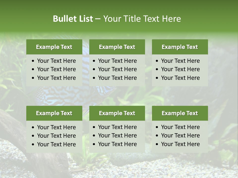 A Blue Turquoise Discus, Tropical Aquarium Fish Swimming In An Aquarium. Space For Copy. PowerPoint Template