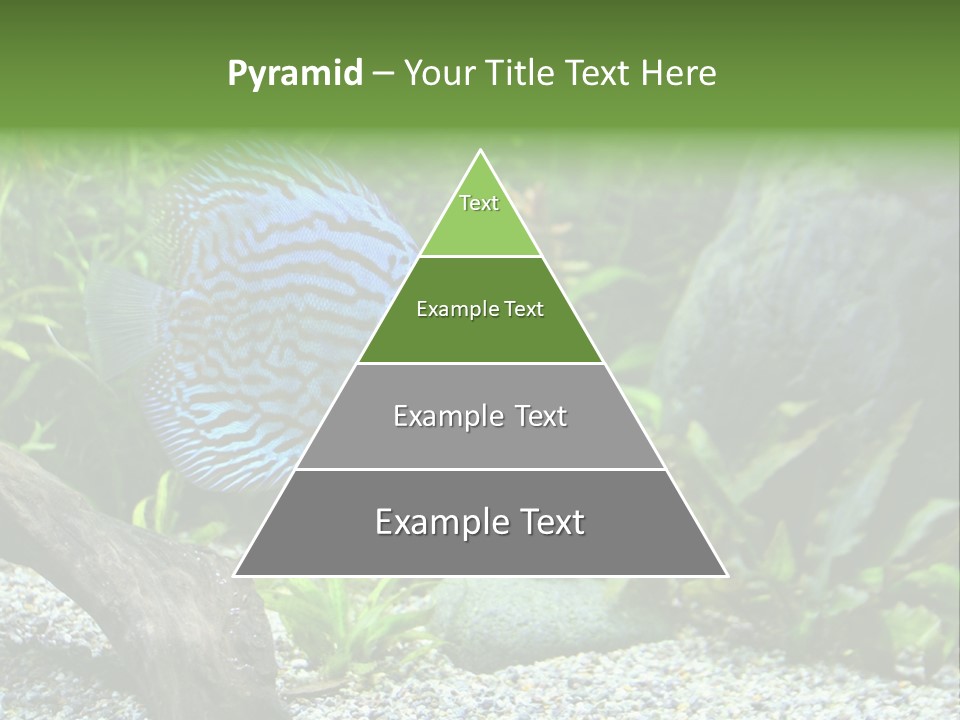 A Blue Turquoise Discus, Tropical Aquarium Fish Swimming In An Aquarium. Space For Copy. PowerPoint Template