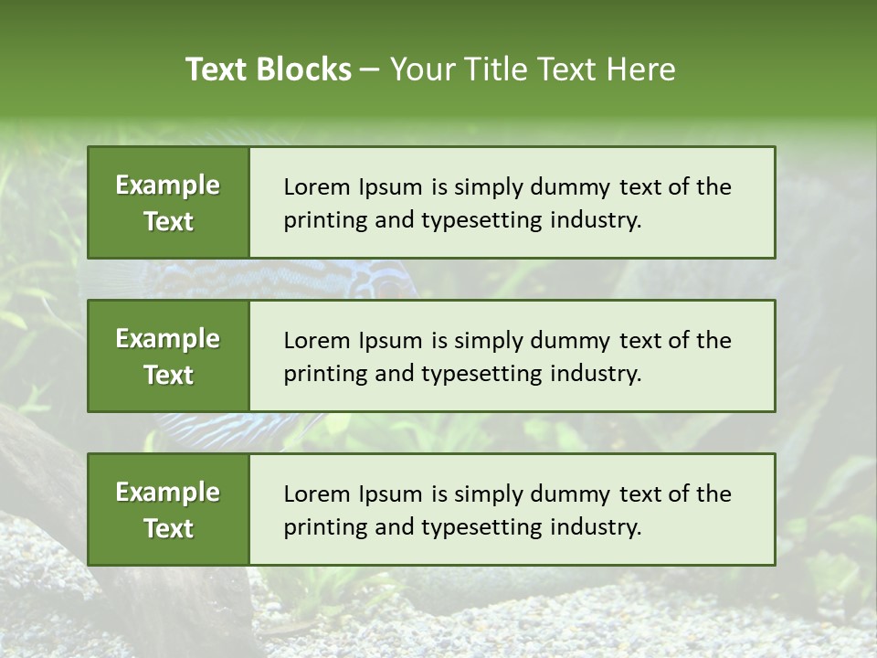 A Blue Turquoise Discus, Tropical Aquarium Fish Swimming In An Aquarium. Space For Copy. PowerPoint Template