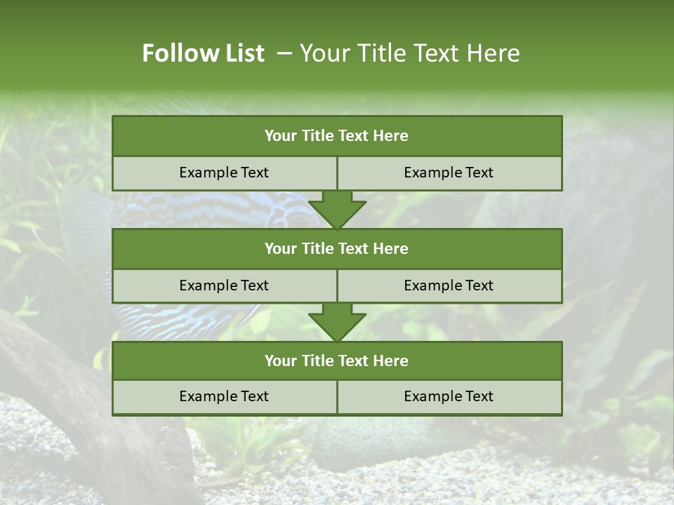 A Blue Turquoise Discus, Tropical Aquarium Fish Swimming In An Aquarium. Space For Copy. PowerPoint Template