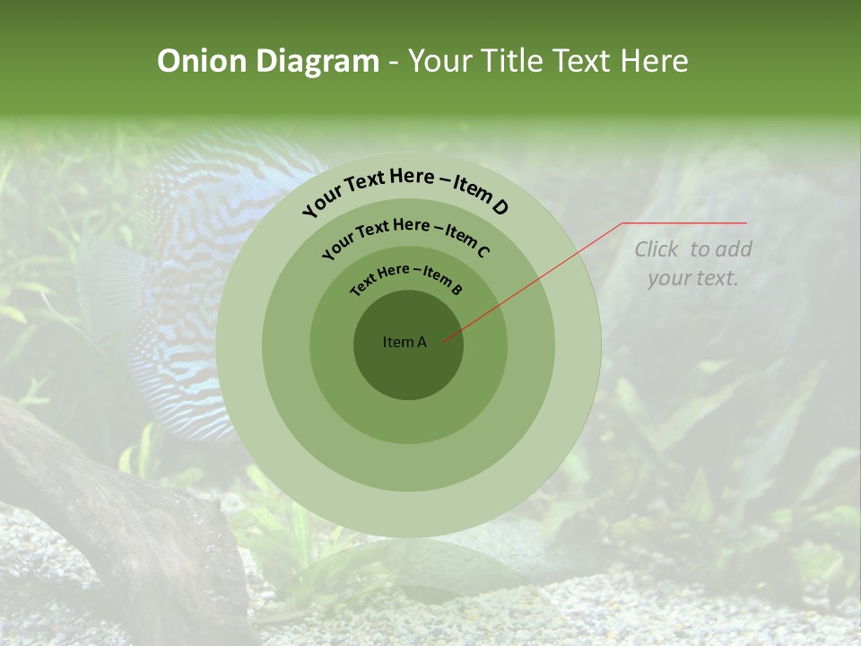 A Blue Turquoise Discus, Tropical Aquarium Fish Swimming In An Aquarium. Space For Copy. PowerPoint Template