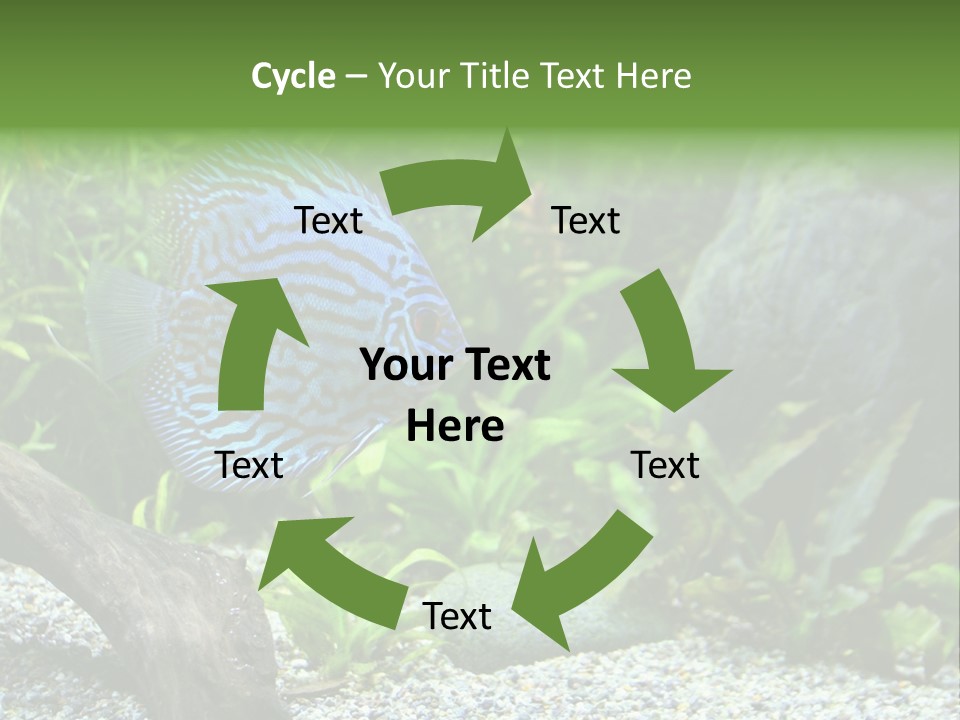 A Blue Turquoise Discus, Tropical Aquarium Fish Swimming In An Aquarium. Space For Copy. PowerPoint Template