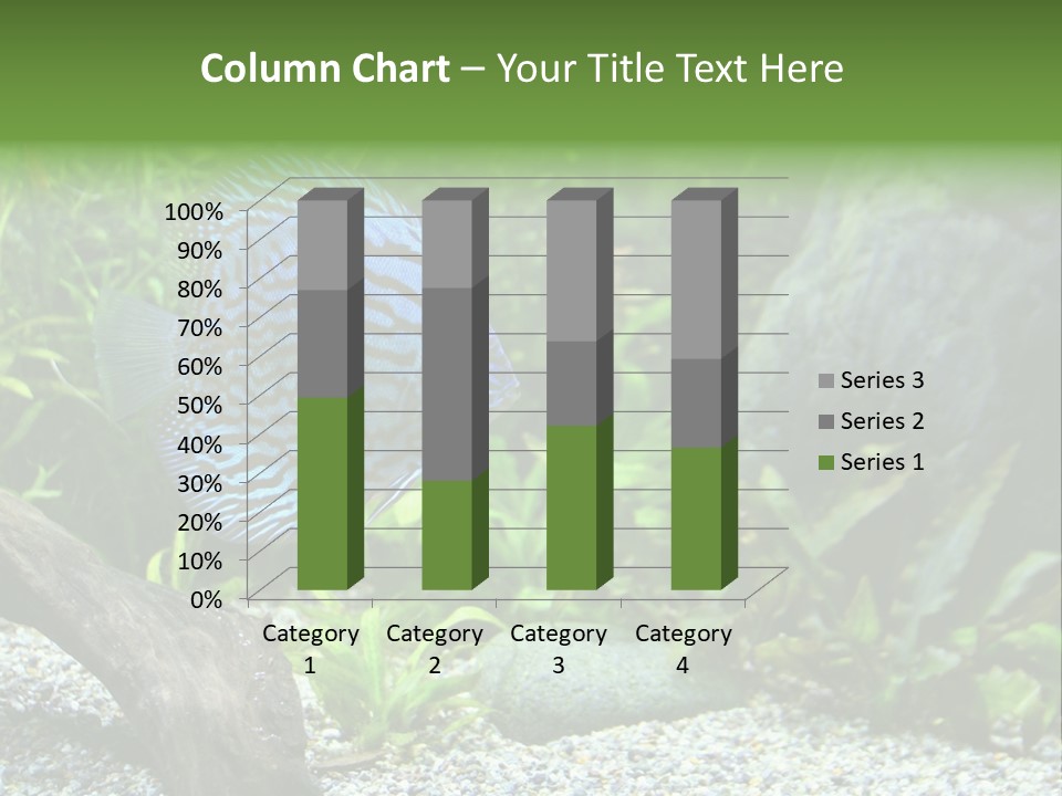 A Blue Turquoise Discus, Tropical Aquarium Fish Swimming In An Aquarium. Space For Copy. PowerPoint Template