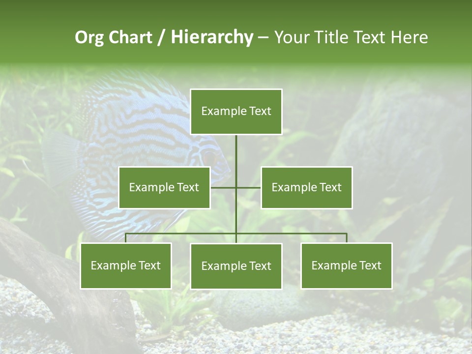 A Blue Turquoise Discus, Tropical Aquarium Fish Swimming In An Aquarium. Space For Copy. PowerPoint Template