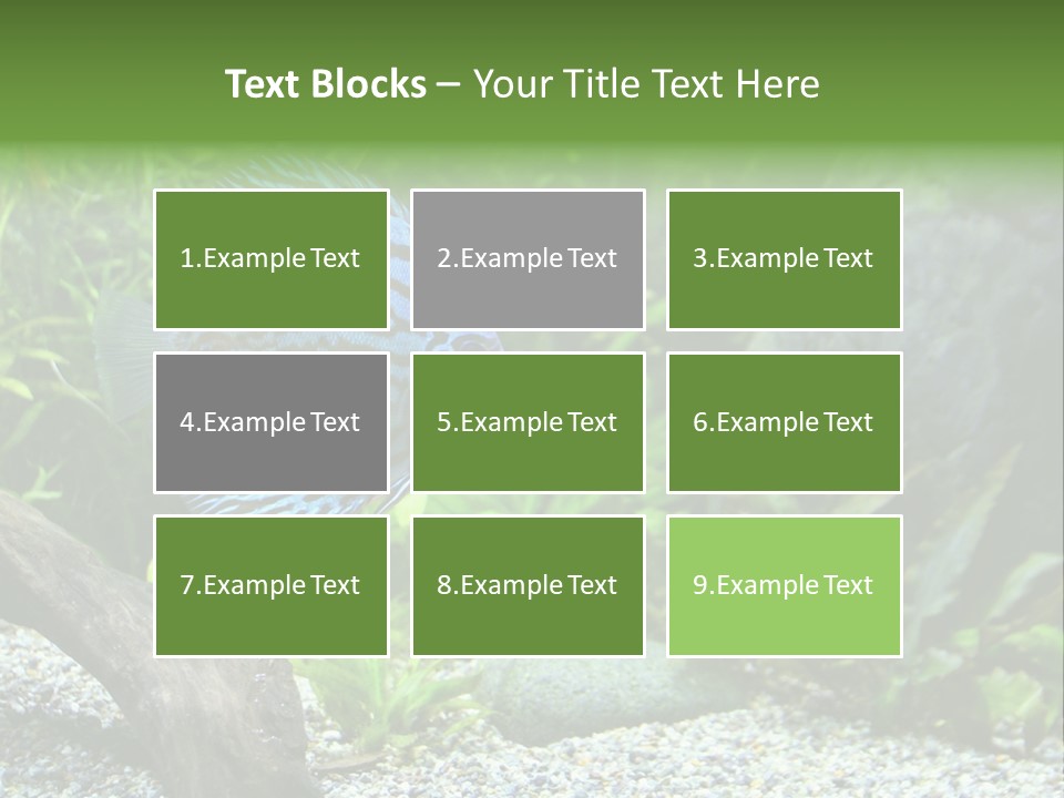 A Blue Turquoise Discus, Tropical Aquarium Fish Swimming In An Aquarium. Space For Copy. PowerPoint Template