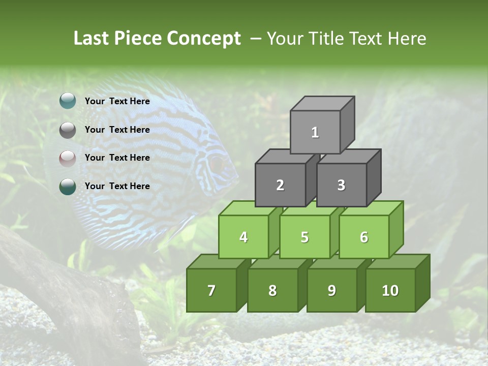 A Blue Turquoise Discus, Tropical Aquarium Fish Swimming In An Aquarium. Space For Copy. PowerPoint Template