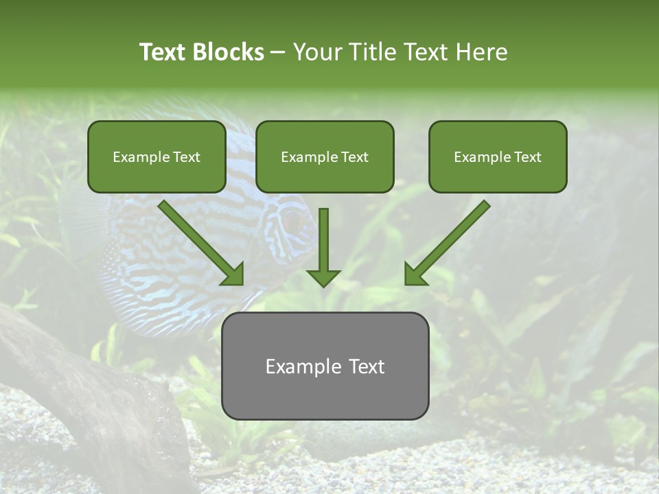 A Blue Turquoise Discus, Tropical Aquarium Fish Swimming In An Aquarium. Space For Copy. PowerPoint Template