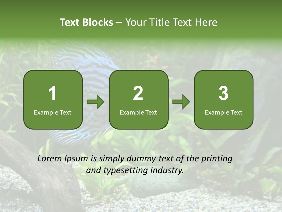 A Blue Turquoise Discus, Tropical Aquarium Fish Swimming In An Aquarium. Space For Copy. PowerPoint Template