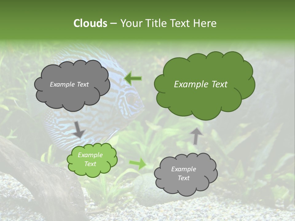 A Blue Turquoise Discus, Tropical Aquarium Fish Swimming In An Aquarium. Space For Copy. PowerPoint Template