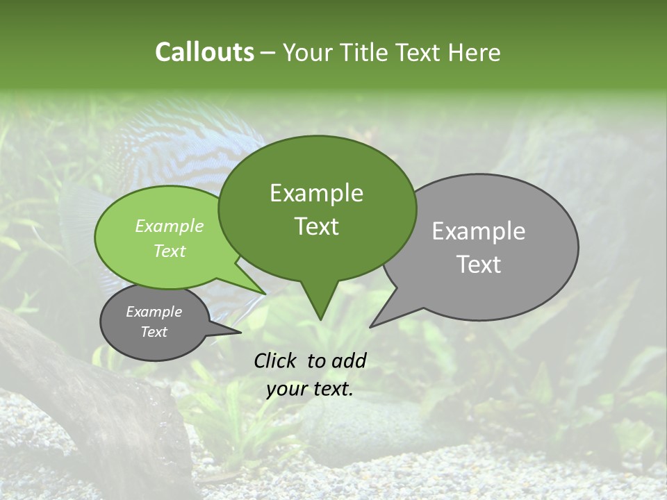 A Blue Turquoise Discus, Tropical Aquarium Fish Swimming In An Aquarium. Space For Copy. PowerPoint Template