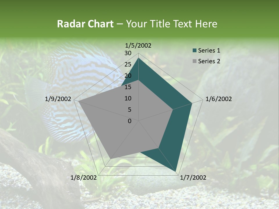 A Blue Turquoise Discus, Tropical Aquarium Fish Swimming In An Aquarium. Space For Copy. PowerPoint Template