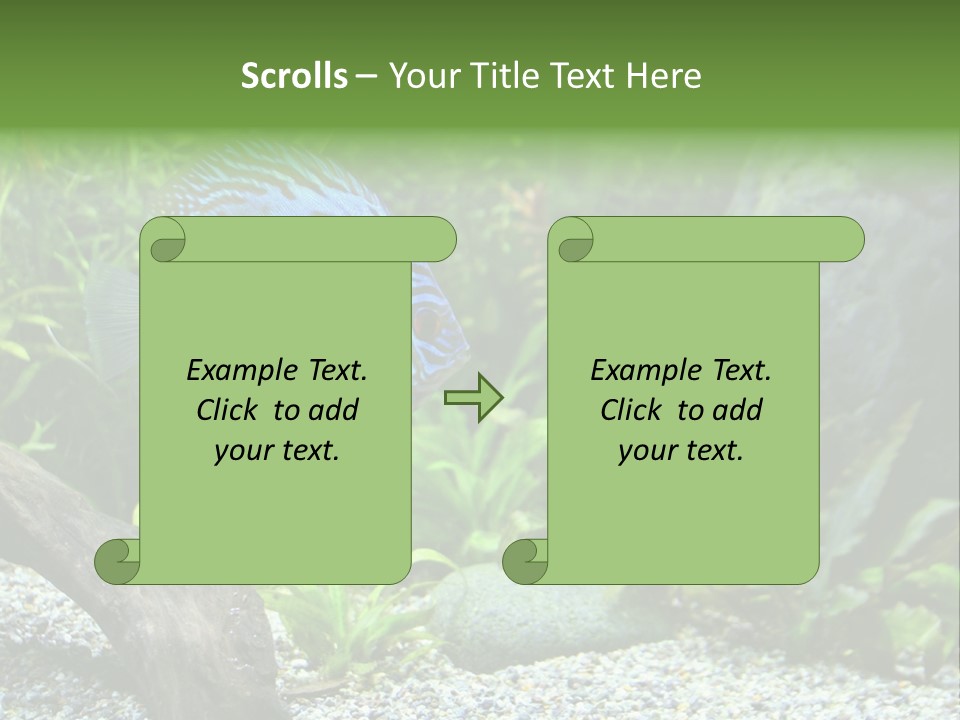 A Blue Turquoise Discus, Tropical Aquarium Fish Swimming In An Aquarium. Space For Copy. PowerPoint Template