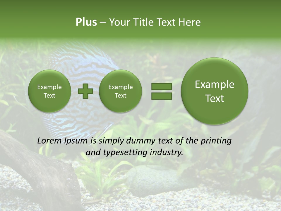 A Blue Turquoise Discus, Tropical Aquarium Fish Swimming In An Aquarium. Space For Copy. PowerPoint Template