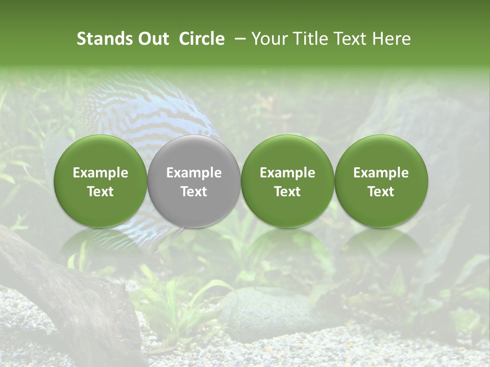 A Blue Turquoise Discus, Tropical Aquarium Fish Swimming In An Aquarium. Space For Copy. PowerPoint Template