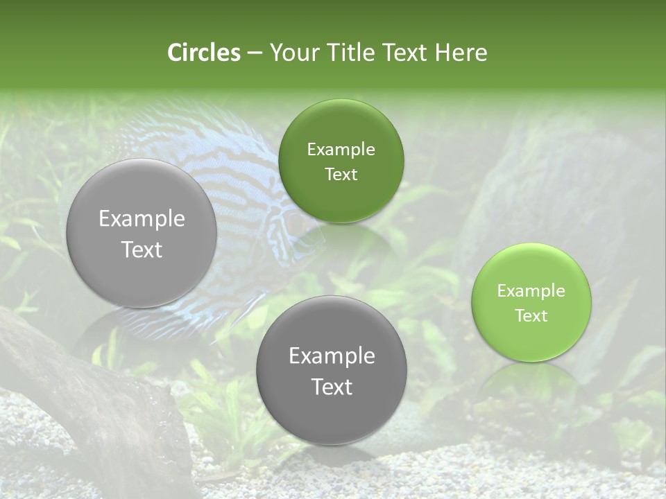 A Blue Turquoise Discus, Tropical Aquarium Fish Swimming In An Aquarium. Space For Copy. PowerPoint Template