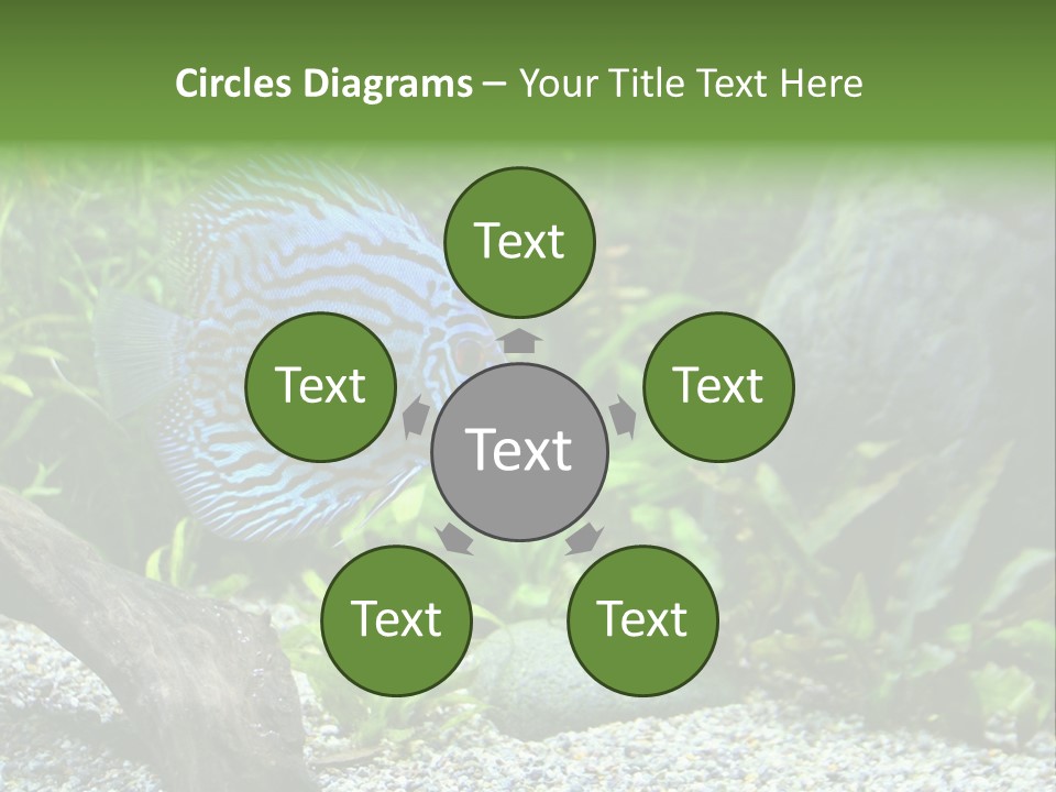 A Blue Turquoise Discus, Tropical Aquarium Fish Swimming In An Aquarium. Space For Copy. PowerPoint Template