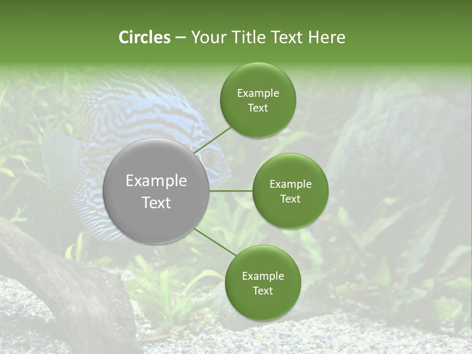 A Blue Turquoise Discus, Tropical Aquarium Fish Swimming In An Aquarium. Space For Copy. PowerPoint Template