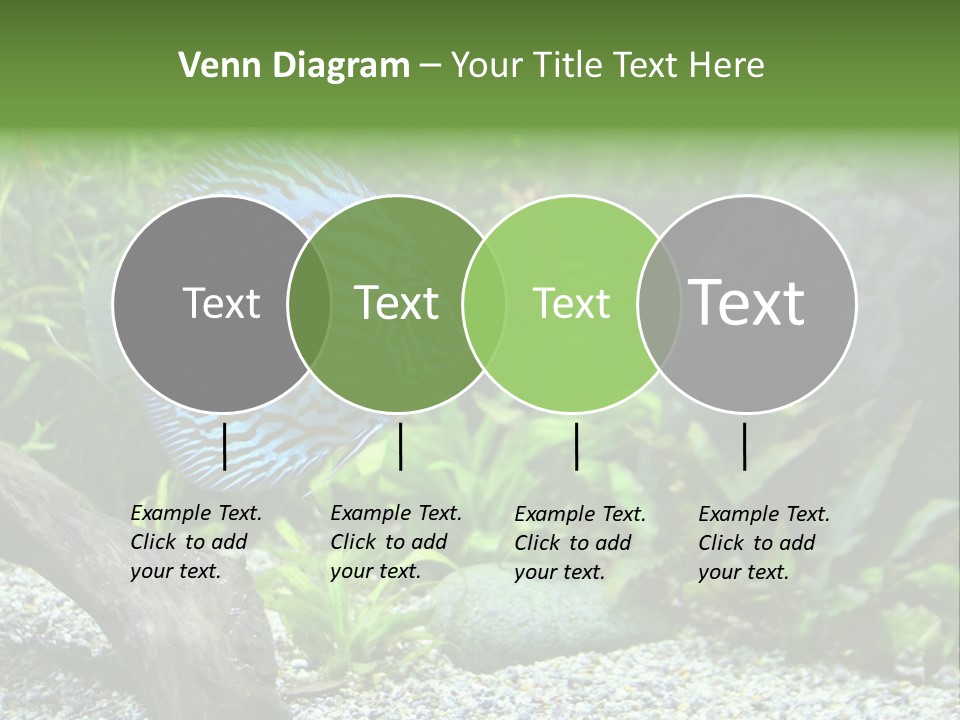 A Blue Turquoise Discus, Tropical Aquarium Fish Swimming In An Aquarium. Space For Copy. PowerPoint Template