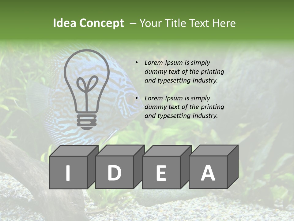 A Blue Turquoise Discus, Tropical Aquarium Fish Swimming In An Aquarium. Space For Copy. PowerPoint Template