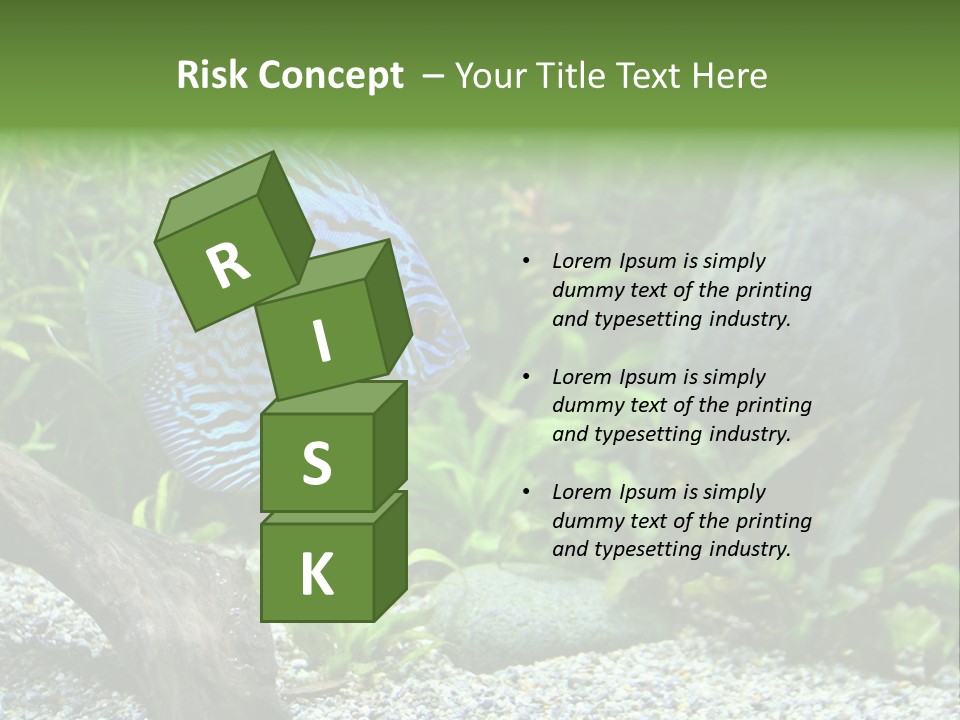 A Blue Turquoise Discus, Tropical Aquarium Fish Swimming In An Aquarium. Space For Copy. PowerPoint Template