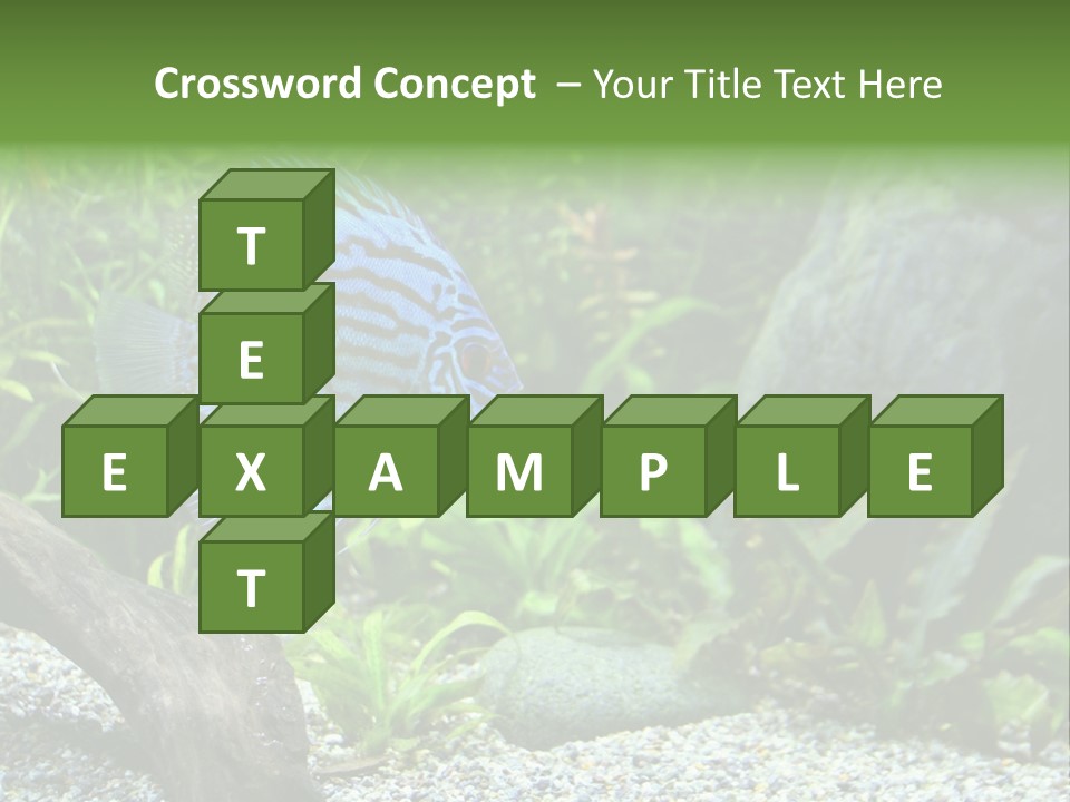 A Blue Turquoise Discus, Tropical Aquarium Fish Swimming In An Aquarium. Space For Copy. PowerPoint Template