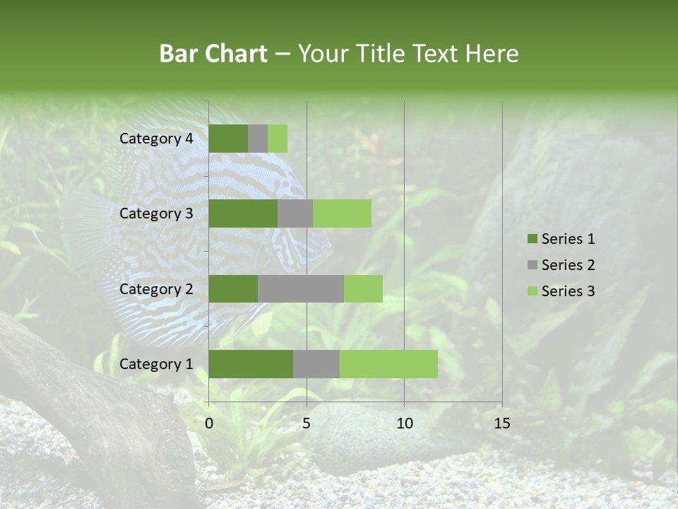 A Blue Turquoise Discus, Tropical Aquarium Fish Swimming In An Aquarium. Space For Copy. PowerPoint Template