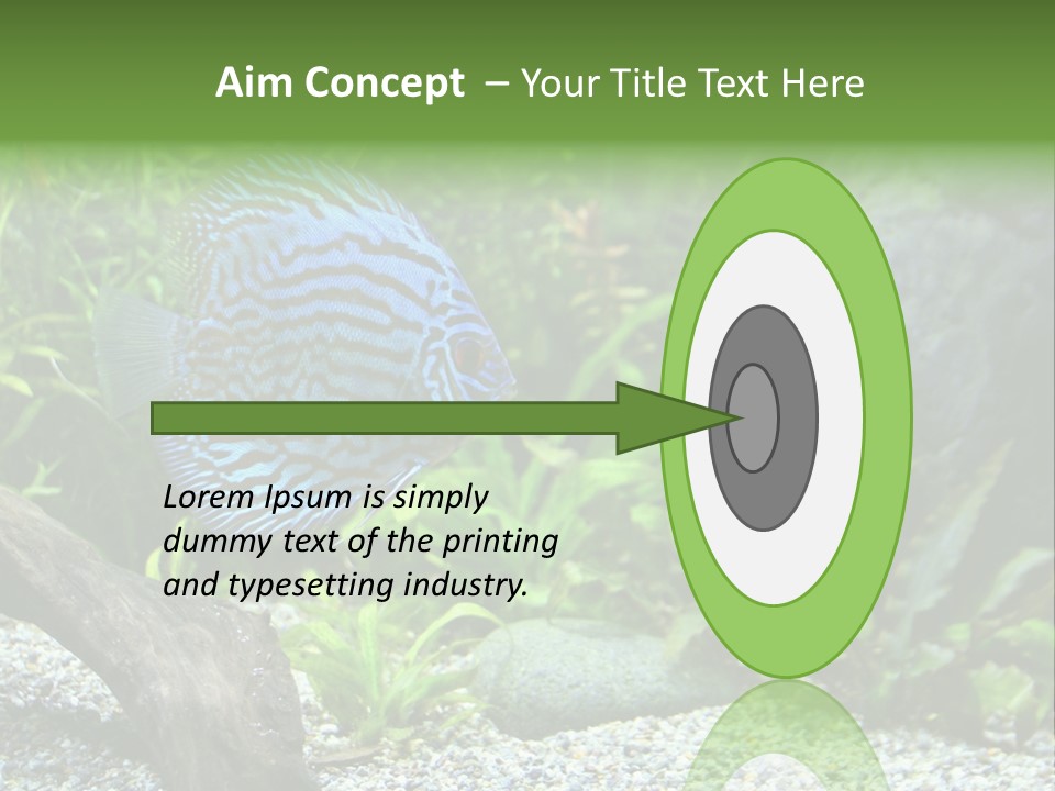 A Blue Turquoise Discus, Tropical Aquarium Fish Swimming In An Aquarium. Space For Copy. PowerPoint Template