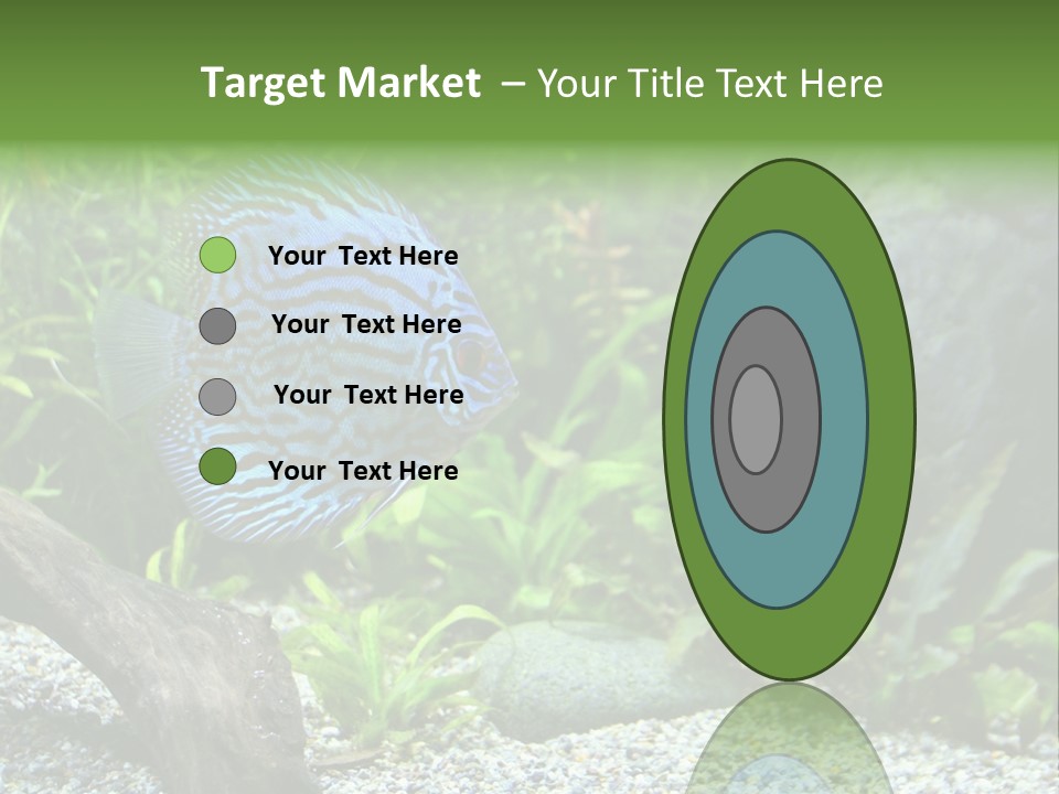 A Blue Turquoise Discus, Tropical Aquarium Fish Swimming In An Aquarium. Space For Copy. PowerPoint Template