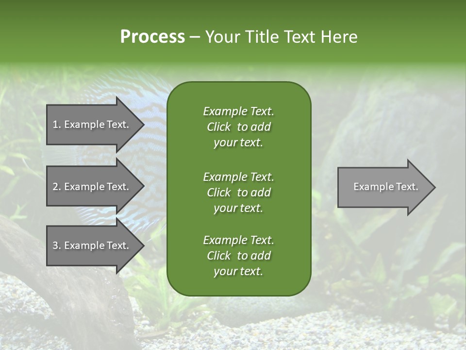 A Blue Turquoise Discus, Tropical Aquarium Fish Swimming In An Aquarium. Space For Copy. PowerPoint Template
