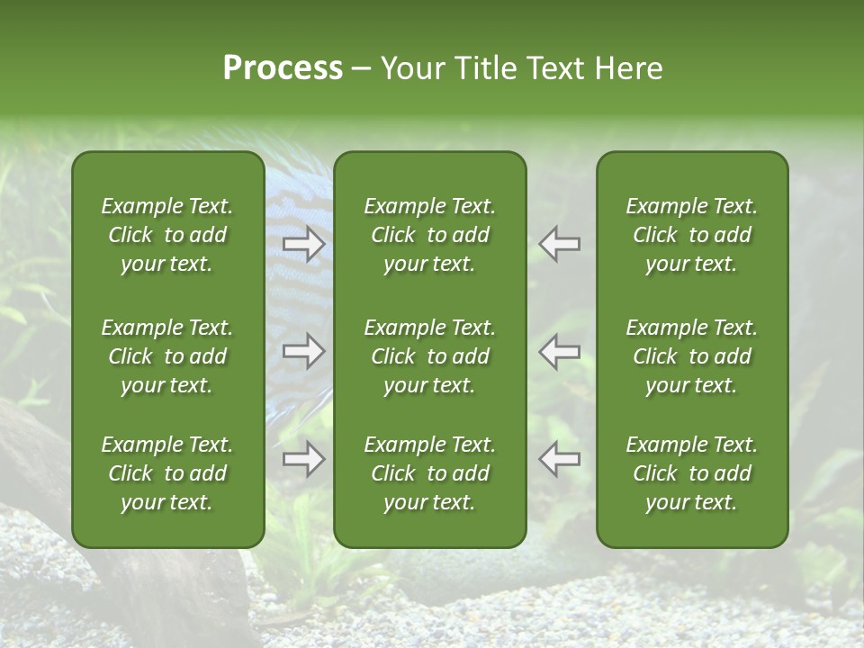 A Blue Turquoise Discus, Tropical Aquarium Fish Swimming In An Aquarium. Space For Copy. PowerPoint Template