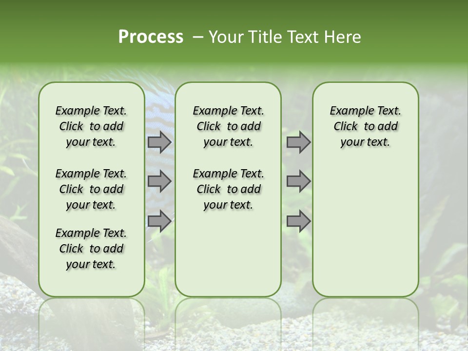 A Blue Turquoise Discus, Tropical Aquarium Fish Swimming In An Aquarium. Space For Copy. PowerPoint Template