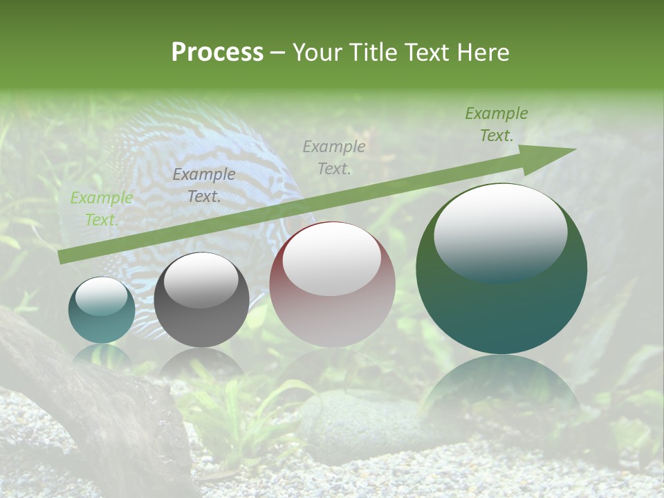 A Blue Turquoise Discus, Tropical Aquarium Fish Swimming In An Aquarium. Space For Copy. PowerPoint Template