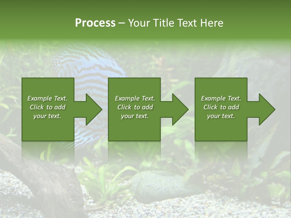 A Blue Turquoise Discus, Tropical Aquarium Fish Swimming In An Aquarium. Space For Copy. PowerPoint Template