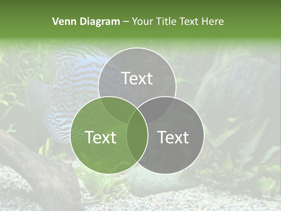 A Blue Turquoise Discus, Tropical Aquarium Fish Swimming In An Aquarium. Space For Copy. PowerPoint Template