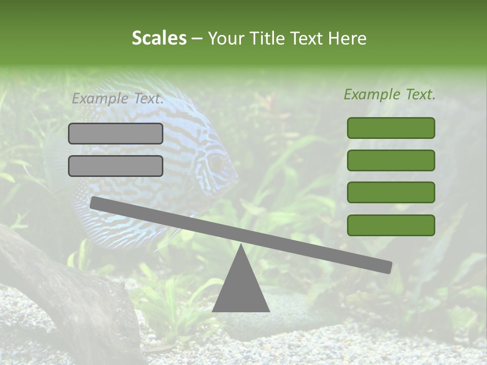 A Blue Turquoise Discus, Tropical Aquarium Fish Swimming In An Aquarium. Space For Copy. PowerPoint Template