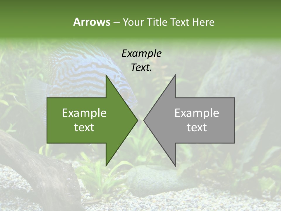 A Blue Turquoise Discus, Tropical Aquarium Fish Swimming In An Aquarium. Space For Copy. PowerPoint Template