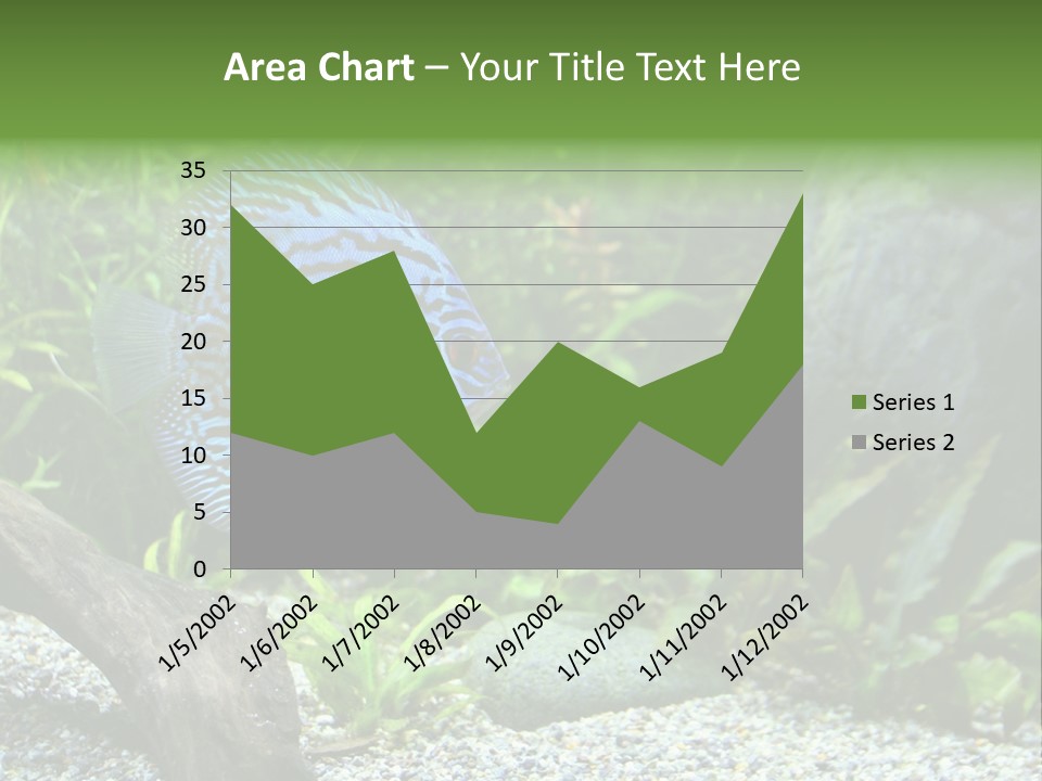 A Blue Turquoise Discus, Tropical Aquarium Fish Swimming In An Aquarium. Space For Copy. PowerPoint Template