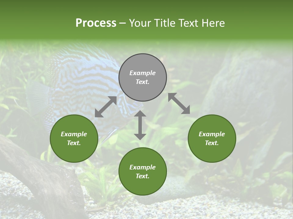 A Blue Turquoise Discus, Tropical Aquarium Fish Swimming In An Aquarium. Space For Copy. PowerPoint Template